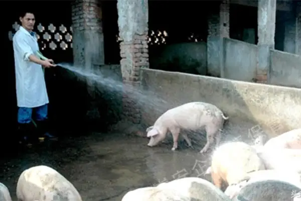 使用生物除臭剂去除养殖臭气，效果咋样?