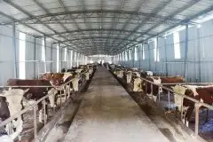 为什么别人家的养殖场闻不到一点臭味，怎么做到的？