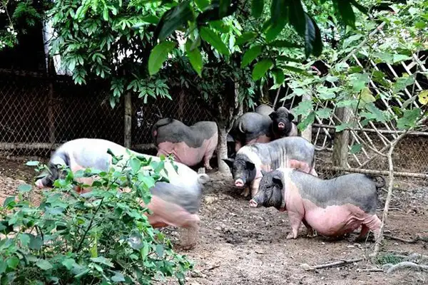 生物除臭剂，帮您解决养殖场臭气弥漫难题