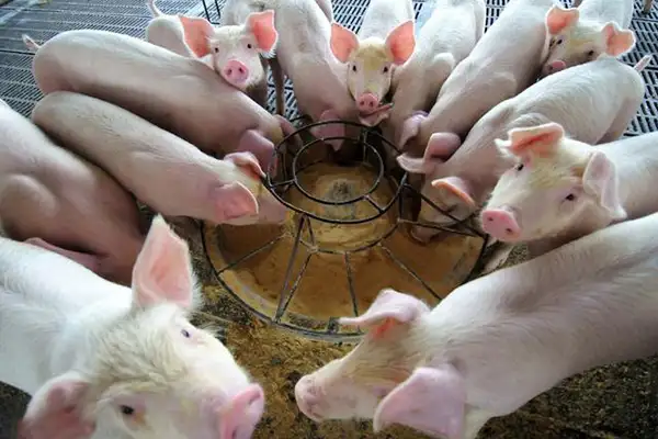 养殖场臭气危害大，嵩安环保生物除臭剂去除臭气立竿见影