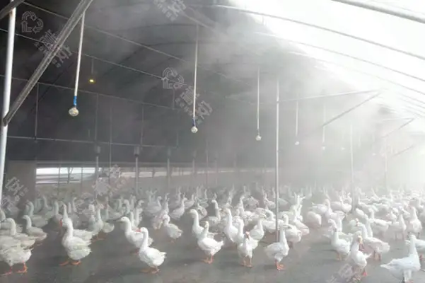 冬季养殖场除臭效果不佳，试试这款生物除臭剂