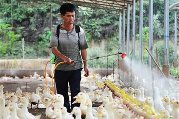 养殖场里使用生物除臭剂，铲除这个“隐形杀手”