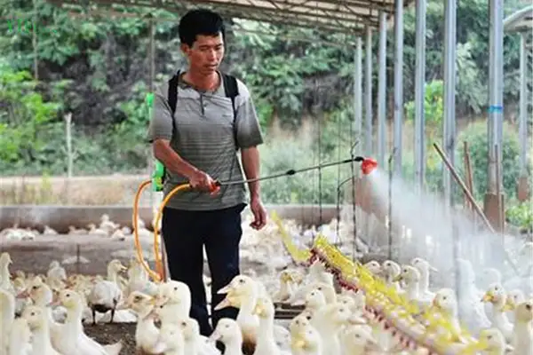 养殖场里使用生物除臭剂，铲除这个“隐形杀手”