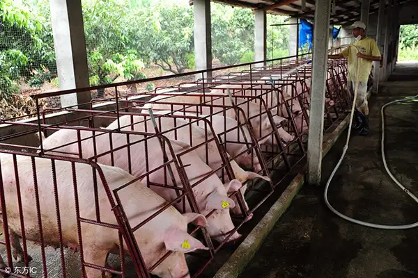 养殖场臭气熏天怎么办？生物除臭剂可以去除臭味吗？